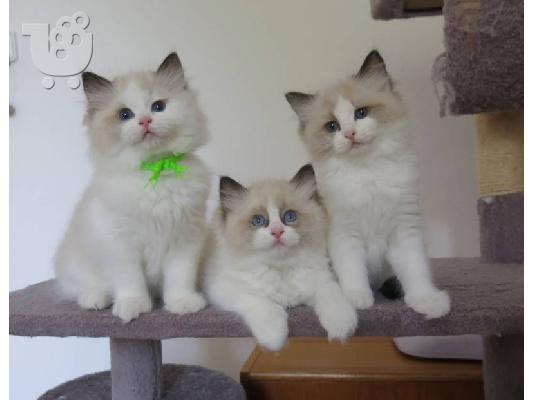 Αξιολάτρευτο και πιο χαριτωμένο γατάκι Ragdoll For Ever Homes...